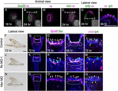 Rx and its downstream factor, Musashi1, is required for establishment of the apical organ in sea urchin larvae